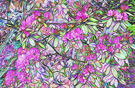Rhododendron In Bloom (Detail)